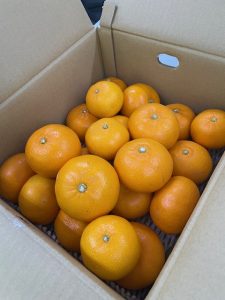 健康経営・食育　『せとか』のプレゼント配布をしました