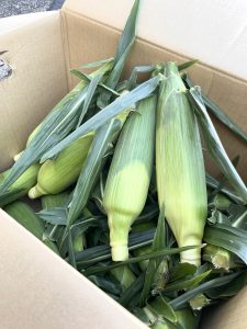 フレッシュ！フレッシュ！フレッシュ！ 今年も届きました、信州・開田高原の朝採りとうもろこし